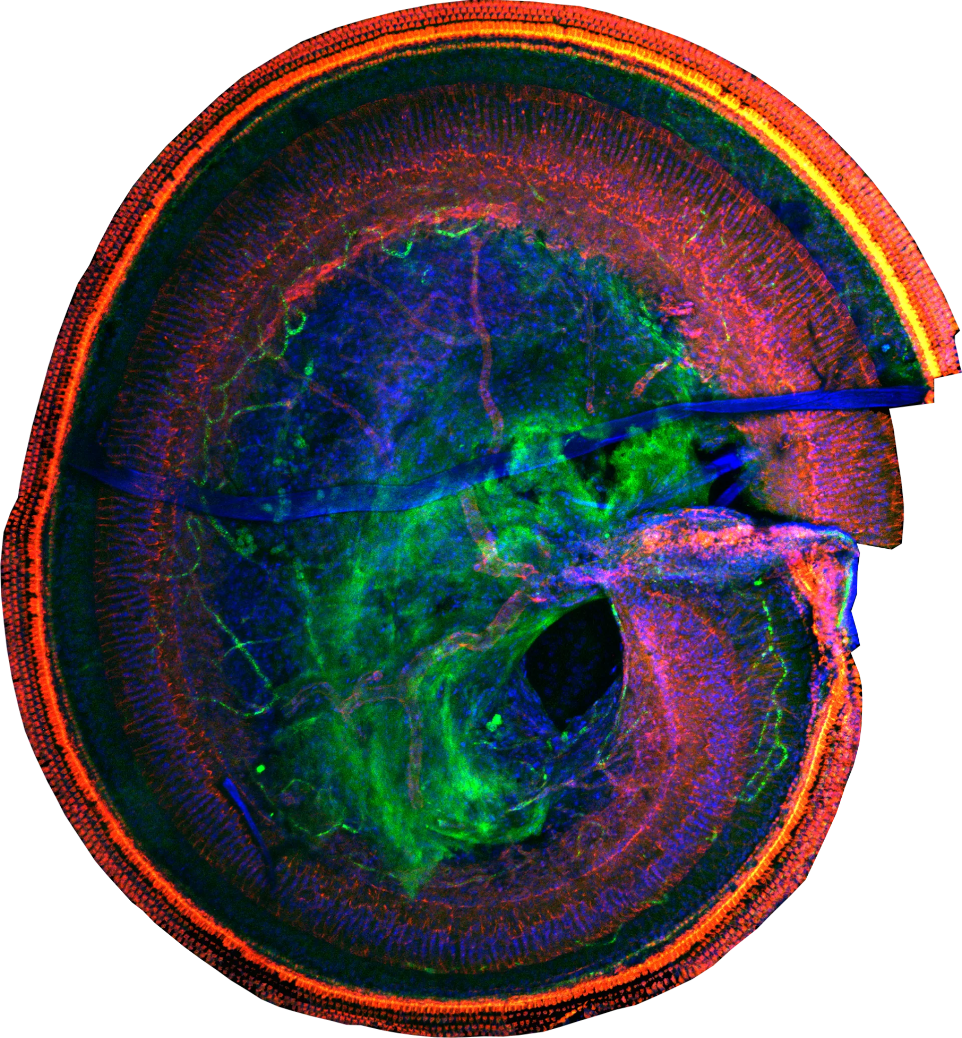 Fluorescence micrograph of a cochlea, the spiral organ of hearing